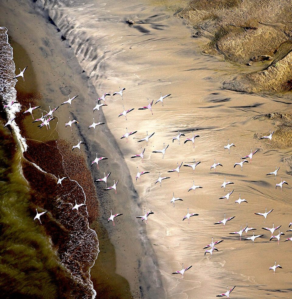 Lesser Flamingo at Lake Logipi @ Michael Poliza